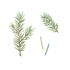 Naklejka premium A branch of a Christmas tree on a white background. Watercolor illustration of pine needles, cedar, spruce. The branch is suitable for decoration for invitations, packages, design elements, printing.