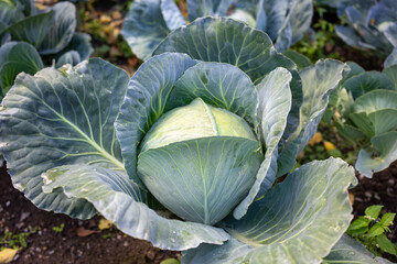 Young cabbage grows in the farmer's field. Fresh green ground cabbage closeup. Organic cabbage from the farm. Grow healthy vegetables.