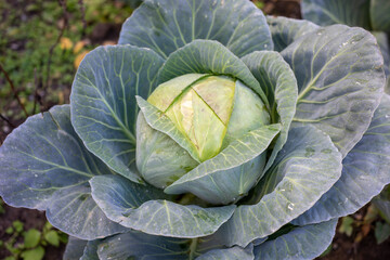Obraz premium Young cabbage grows in the farmer's field. Fresh green ground cabbage closeup. Organic cabbage from the farm. Grow healthy vegetables.