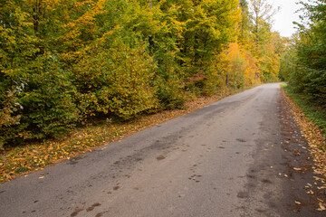 Autumn forest in the rays of the sun and the road in autumn colors. Day.