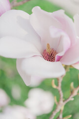 pink magnolia blossom