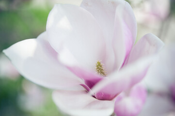 Fototapeta na wymiar Magnolia close-up