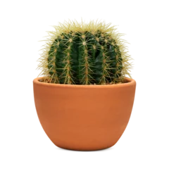 Deurstickers Cactus cactus in a pot