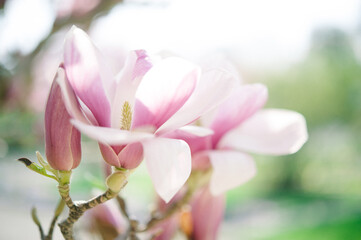 Naklejka na ściany i meble pink magnolia flower