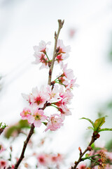 Blooming cherry. Natural spring floral composition