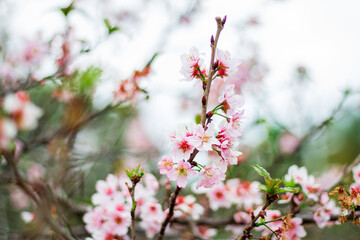 Blooming cherry. Natural spring floral composition