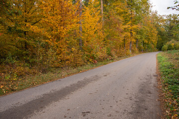 Autumn forest in the rays of the sun and the road in autumn colors. Day.