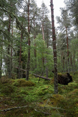 Impressionen der Schottischen Highlands