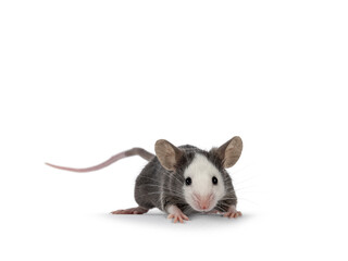 Cute young blue Hereford mouse, standing facing front. Looking towards camera. Isolated on a white background.