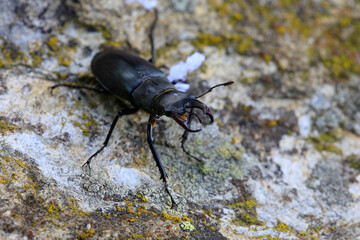 Hirschkäfer (Lucanus cervus) auf Steinplatte 