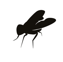 Life cycle of fruit fly (Drosophila melanogaster). Sequence of stages of development of fruit fly (Drosophila) from egg to adult insect isolated on white background