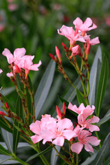  Oleander (Nerium oleander) Pflanze mit rosa Blüten 