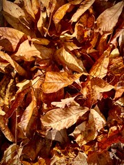 autumn leaves background
