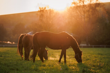 Horse family grazing grass on pasture in autumn sunset. Animal farm