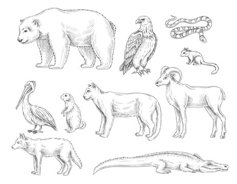 Set of animals from North America. Sketches of different wild animals. Bear, wolf, puma, hawk, rodent, crocodile and ram. Design element for engraving. Cartoon flat vector collection isolated on white © Elshan