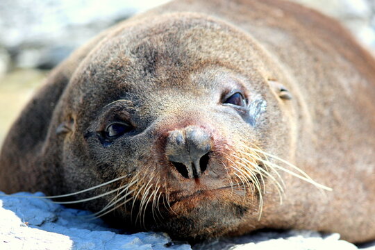 Smiling Seal - New Zealand Fur Seal