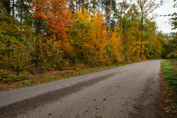 Autumn forest in the rays of the sun and the road in autumn colors. Day.