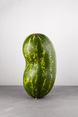Long deformed ugly watermelon on grey background. Double conjoined watermelon. Concept - Food waste...