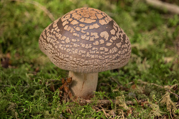 brauner Pilz im Moos