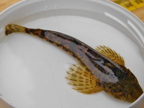 cottus gobio European bullhead is a freshwater fish that is widely distributed in Europe, mainly in rivers. It is a member of the family Cottidae, a type of sculpin. It is also known as miller's thum