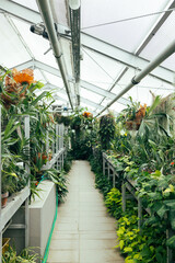 Agricultural plants grown in a modern greenhouse. Glass roof. Glass greenhouse interior with tropical plants in the botanical garden.