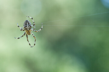 Cross spider crawling on a spider thread. Halloween fright. Blurred background.