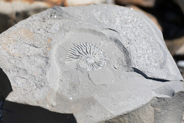 Close-up of a stone with a seashell imprint