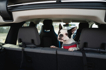 Boston Terrier dog looking out over the back seat of a car. She has her paws up by the head rests....