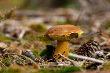 Mushroom Imleria Badia in autumn forest.