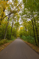 Autumn forest in the rays of the sun and the road in autumn colors. Day.