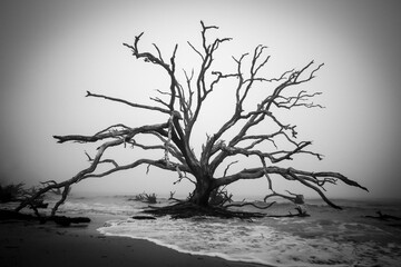 Fototapeta na wymiar Single Dead Tree Standing in Incoming Tide on Driftwood Beach in Jekyll Island Georgia - Landscape, Low Tide, Black and White