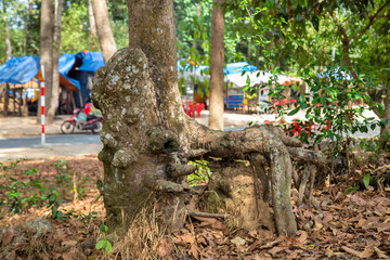 The strange roots of ancient trees along Ba Om Lake, a famous tourist destination in Tra Vinh, Vietnam
