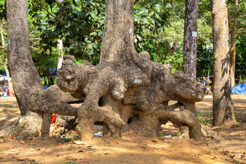 The strange roots of ancient trees along Ba Om Lake, a famous tourist destination in Tra Vinh, Vietnam