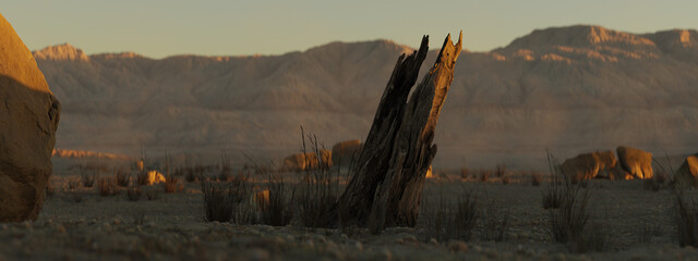 Windswept tree stump in the middle of sandy desert at sunset