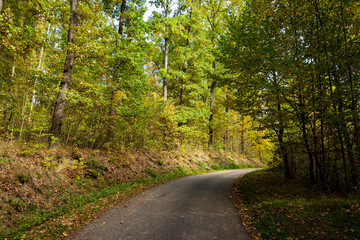 Fototapeta na wymiar Road in the autumn forest.