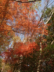 紅葉