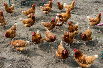 A flock of chickens roaming freely in the open in a farmyard for their feed.
