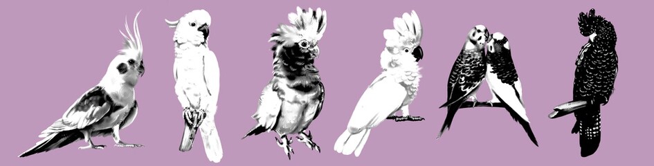 a large set of Graphic cockatoo parrots. Realistic illustration of parrot species. Macaw, black cockatoo, corella, palm cockatoo.