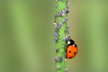 Sustainable biological control of pests, with Coccinella septempunctata, ladybug.