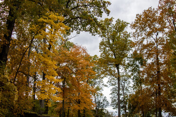 Fototapeta premium autumn in the forest