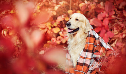 Golder retriever covered with plaid looking to the autumn park