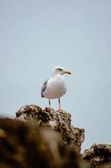 Seagull in a rock