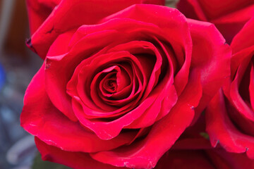 Close up macro shot of red rose. Shallow depth of field. Selective focus. Floral background.