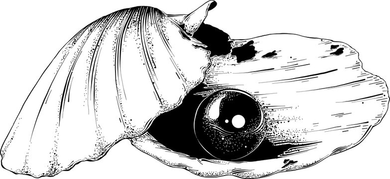PNG engraved style illustration for posters, decoration and print. Hand drawn sketch of shell with pearl in black isolated on white background. Detailed vintage etching style drawing	
