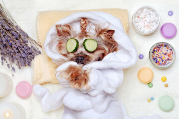 Yorkshire terrier having rest at SPA with cucumbers on eyes