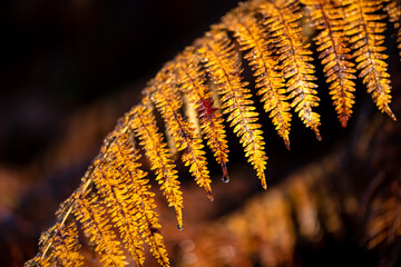 Wet fern frond rotting in autumn season in the undergrowth of a forest in Iserlohn Sauerland Germany with brown and yellow colored leaves close up. Macro close up with dew drops backlit by sunlight.