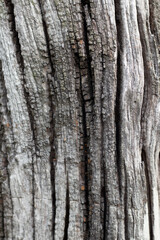 the surface of the old dead tree