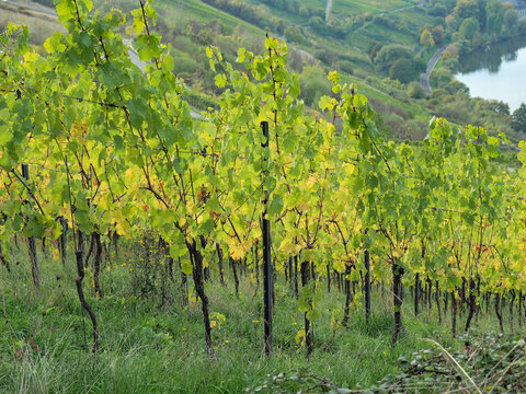 Herbst an der Mosel vom Aussichtspunkt Zummeth&ouml;he bei Leiwen und Trittenheim