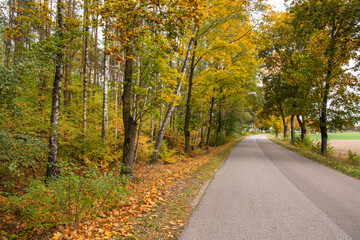 Fototapeta premium Autumn forest in the rays of the sun and the road in autumn colors. Day.