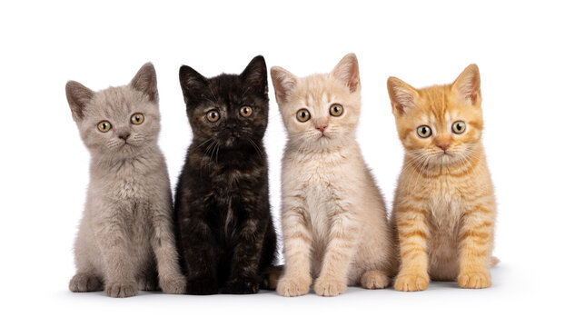 Litter of 4 different colored British Shorthair cat kittens, sitting beside each other on perfect row. All looking towards camera. isolated on a white background.